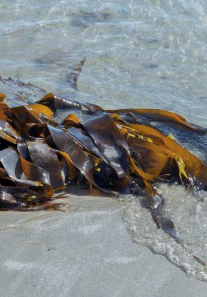 Glossy brown kelp fronds washed up in shallow clear water at the edge of a sandy beach.