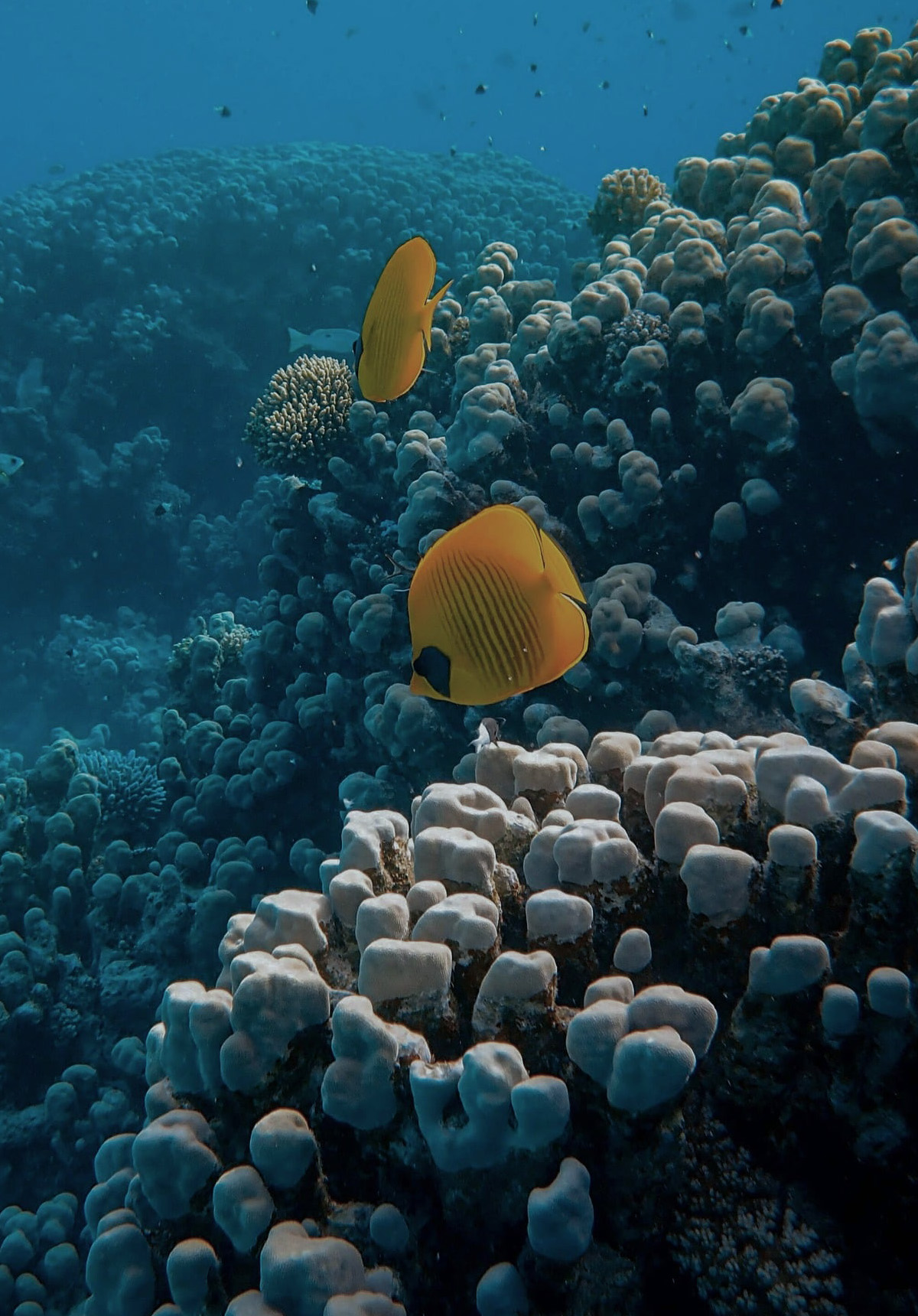 Two bright yellow butterflyfish swimming over a reef where healthy blue-grey coral transitions into pale, bleached white coral heads.