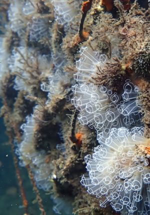 Close-up underwater photo of translucent tunicates (sea squirts) growing in a cluster on a submerged structure.